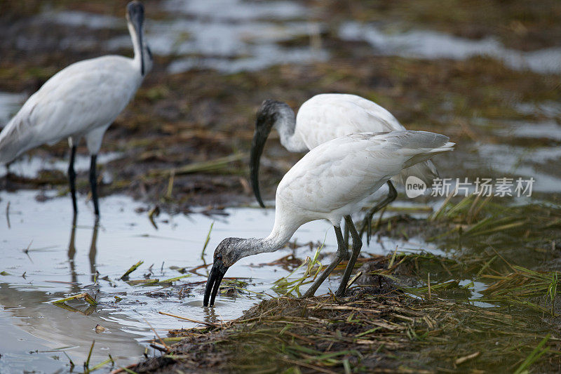 水鸟，成年黑头朱鹭(Threskiornis melanocephalus)，也被称为东方白朱鹭，印度白朱鹭和黑颈朱鹭。